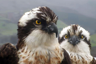 © MWT - Dai Dot and Blue 24. Dyfi Osprey Project