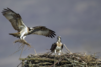 © MWT - Monty delivering nest material