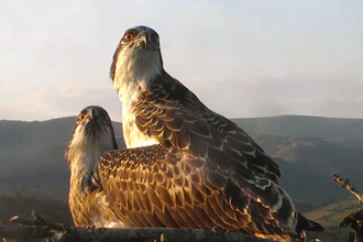 © MWT - Gwynant & Deri (2014). Dyfi Osprey Project