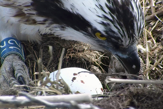 © MWT. Glesni's first egg, 2014. Dyfi Osprey Project