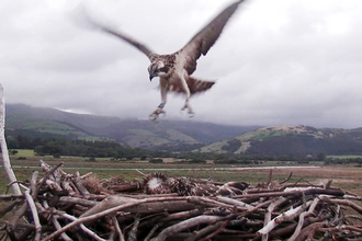 © MWT. Dyfi Osprey Project