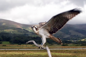 © MWT - Gwynant, 2014. Dyfi Osprey Project