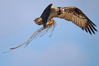 © MWT - Glesni. Dyfi Osprey Project