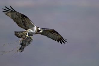 MWT Glesni with seaweed