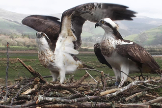 © MWT - Monty and Blue 24, April 2014. Dyfi Osprey Project.