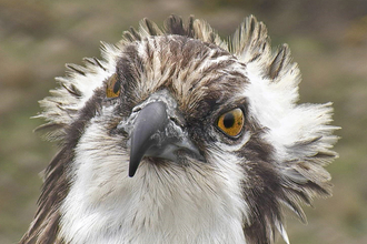 © MWT - Monty. Dyfi Osprey Project