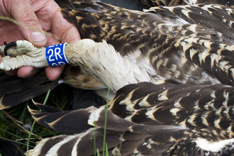 © MWT, Blue 2R. Dyfi Osprey Project.