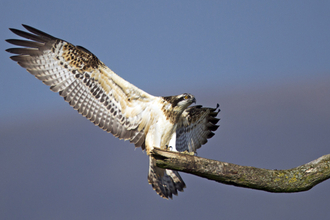 © MWT. Clarach. Dyfi Osprey Project