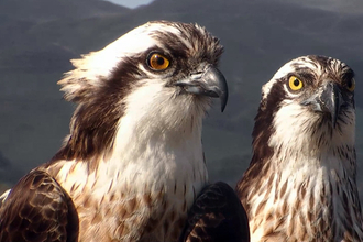 © MWT - Monty and Glesni, 2014. Dyfi Osprey Project.