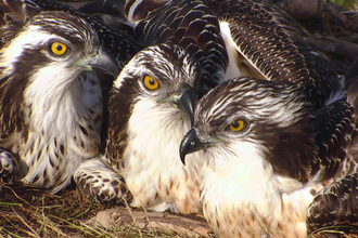 © MWT - Celyn, Merin, Brenig. Dyfi Osprey Project.