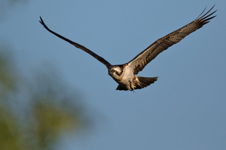 © MWT. Monty, Dyfi Osprey Project.