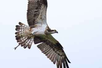 © MWT - Glesni, 2015. Dyfi Osprey Project.