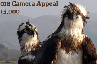 © MWT. Monty and Glesni, 2016 Camera Appeal, Dyfi Osprey Project