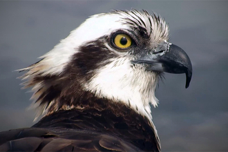 © MWT. Blue 24, Dyfi Osprey Project