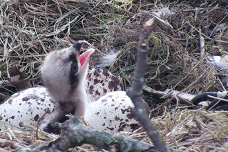 © MWT - First chick (Merin) hatches, 2015