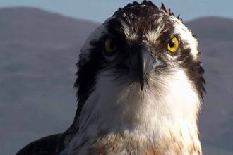 © MWT - Dai Dot, April 2015. Dyfi Osprey Project