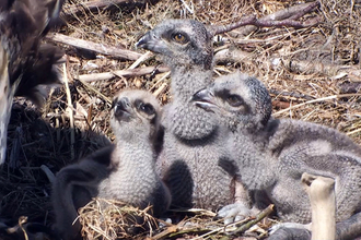 © MWT. Chicks, 2015, Dyfi Osprey Project