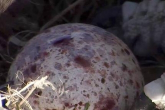 MWT - First egg, 2015, Dyfi Osprey Project