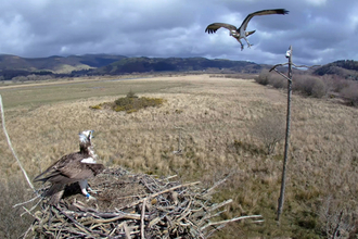 © MWT  - Blue 24 and Blue 5F, March 30th, 2016, Dyfi Osprey Project