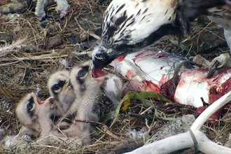 © MWT - The three chicks of 2015, Dyfi Osprey Project