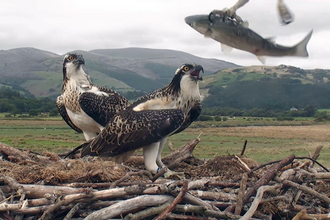 © MWT  - Cerist and Clarach, 2013. Dyfi Osprey Project