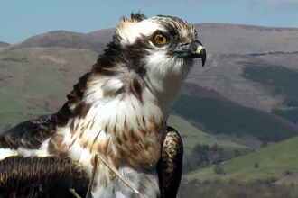 © MWT - Monty, 2015. Dyfi Osprey Project