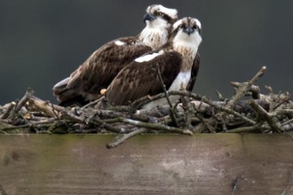 © MWT - Monty and Blue 24 on 2nd platform, 2016. Dyfi Osprey Project