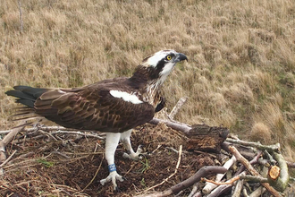 © MWT - Glesni, April 3rd, 2016