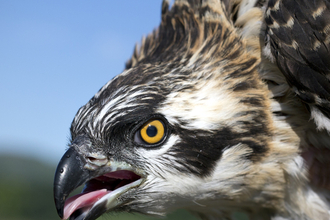 © MWT - Celyn at ringing, 2015. Dyfi Osprey Project