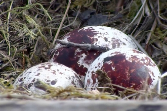 MWT - Three eggs laid, 2015, Dyfi Osprey Project