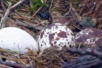 © MWT - Eggs, 2016. Dyfi Osprey Project