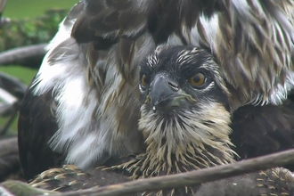 © MWT - Chick 2017, Dyfi Osprey Project