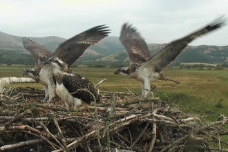 © MWT. Chicks at Dyfi