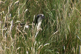 © MWT - Ceri on the ground after falling from the larch perch