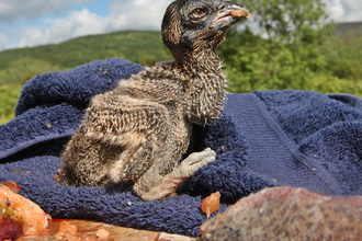 © MWT. Ceulan. Dyfi Osprey Project