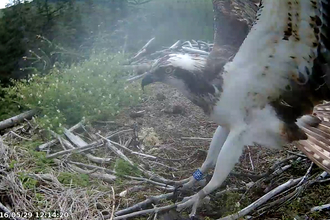 © Forestry Commission England. Clarach at Kielder Water Nest, May 2016