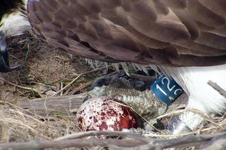 MWT - Glesni's first ever egg 2013