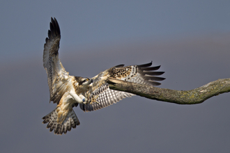 © MWT - Clarach. Dyfi Osprey Project