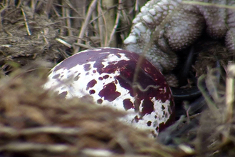 © MWT. First egg of 2017 season. Dyfi Osprey Project