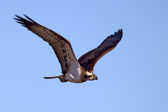 © MWT  - Glesni, 2016