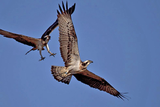 © MWT. Monty, Glesni. Dyfi Osprey Project