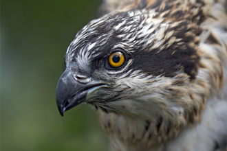 © MWT. Ceri, Dyfi Osprey Project, 2016