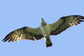 © MWT - Tegid at Dyfi