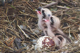 MWT - Chicks 1 and 2, 2017, Dyfi Osprey Project