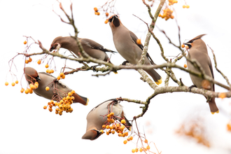 © Emyr Evans - Waxwings, Machynlleth