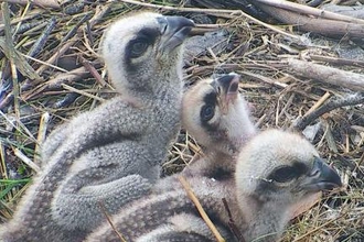 © MWT - Chicks, 2017, Dyfi Osprey Project