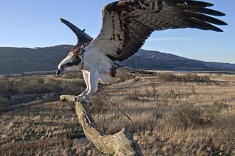 © MWT. Blue 24. Dyfi Osprey Project