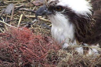 © MWT - Monty with baler twine in nest, May 2018