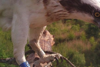 © MWT - Blue 24 visits Dyfi nest, September 1st 2017