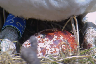 MWT - Blue 3J (Telyn), 2nd egg April 2018